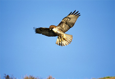 Tailed Hawk Flying on Red Tailed Hawk Flying